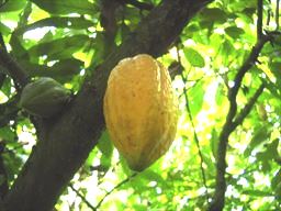 Cocoa pod growing a cocoa tree